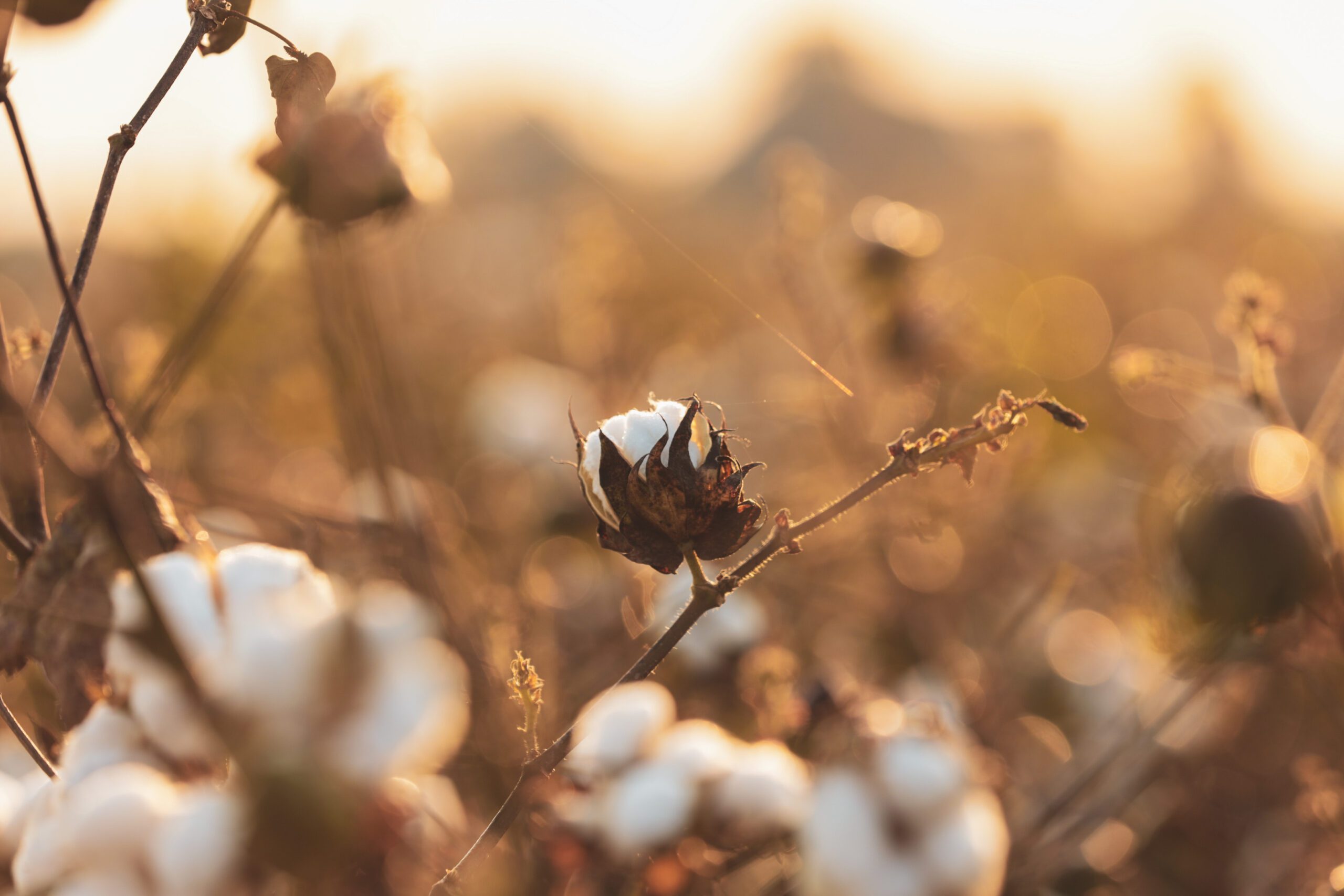 up close of a cotton plant in a field of cotton