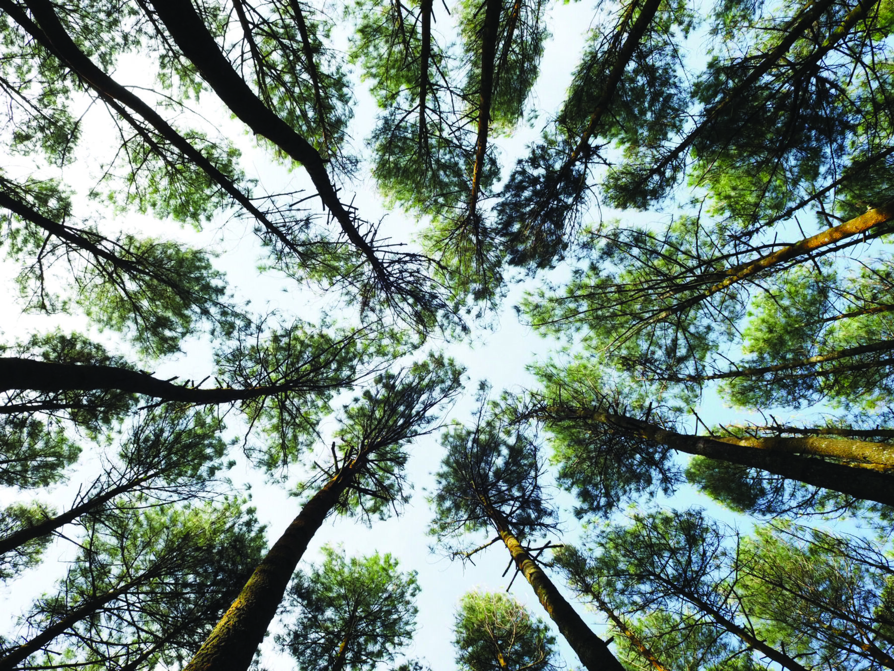 a circle of trees shot from below